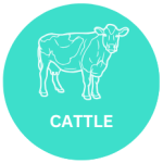 Cattle