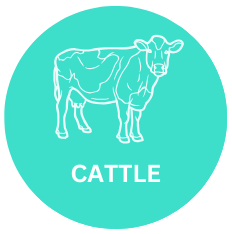 Cattle