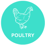 Poultry