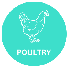 Poultry